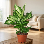 Dieffenbachia Camille on a shelf [lifestyle]