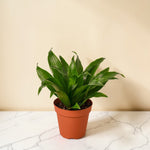Dracaena Janet Craig 6 inch