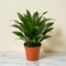 Dracaena 'Janet Craig'