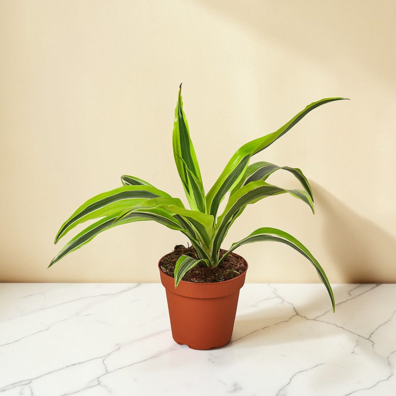 Dracaena Lemon Lime 6 inch