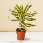 Dracaena Song of India in a 4 inch pot on a marble counter [4inch_marble]