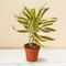 Dracaena 'Song of India'