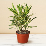 Dracaena Song of India in a 6 inch pot on a marble counter [6inch_marble]