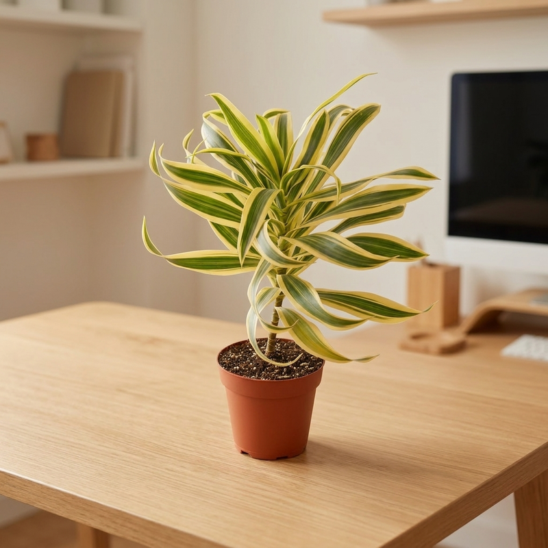 Dracaena Song of India on a desk [lifestyle]