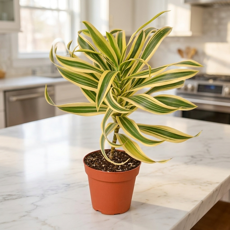 Dracaena Song of India in a kitchen [lifestyle]