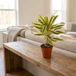 Dracaena Song of India on a shelf [lifestyle]