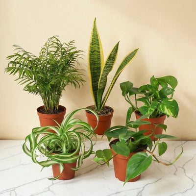 First Green - 5 Plant Starter Kit bundle