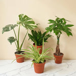 Green Beginnings - 4 Plant Collection bundle