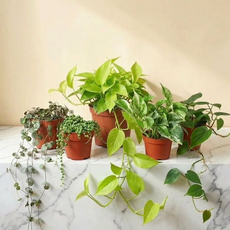 The Hanging Garden - 5 Trailing Plant Collection