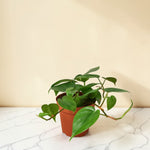 Heartleaf Philodendron 4 inch
