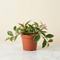 Hoya 'Tricolor' Wax Plant