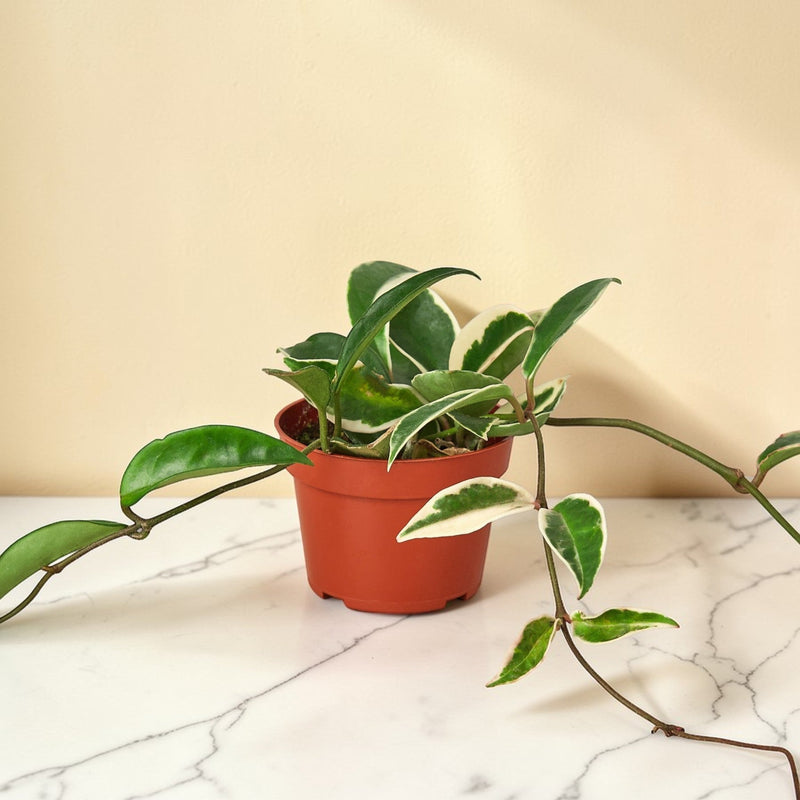 Hoya Tricolor 4 inch