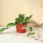 Hoya Tricolor 6 inch