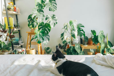 pothos bedroom Golden Pothos