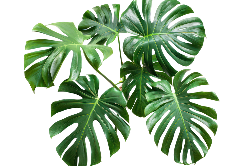 Decorative leaf