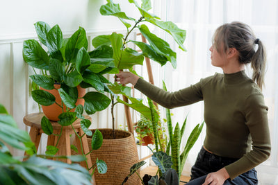 Plant Bundles
