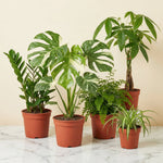 The Instant Jungle Bundle - 5 premium houseplants collection