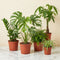 The Instant Jungle — 5 Plant Ultimate Bundle