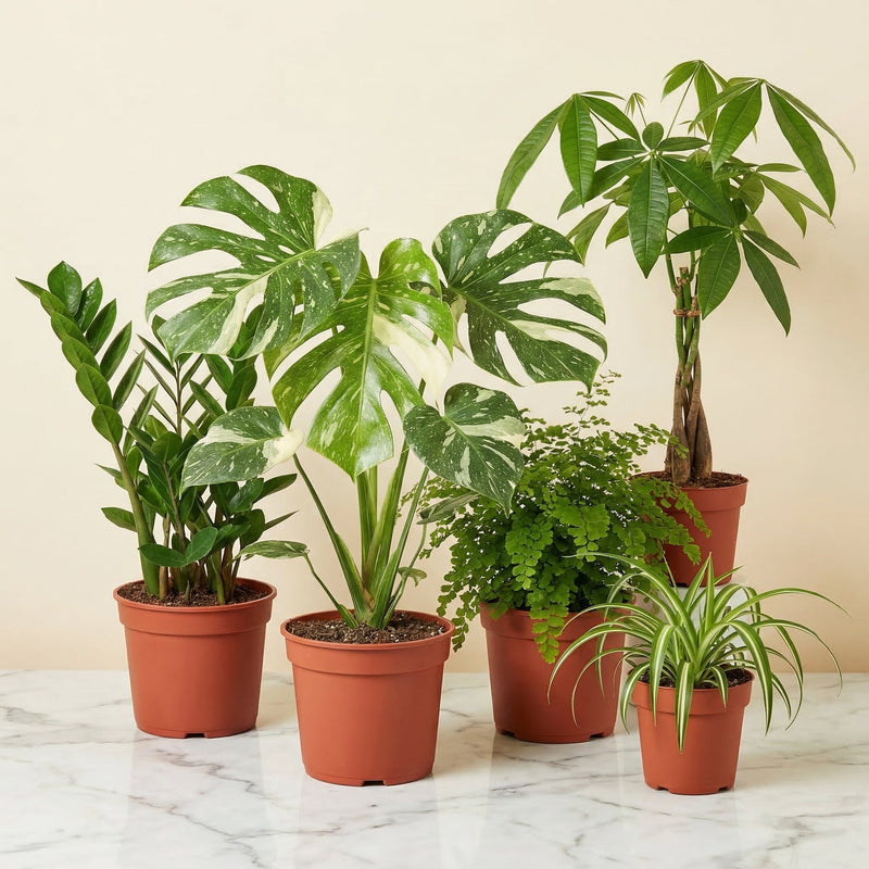 The Instant Jungle Bundle - 5 premium houseplants collection