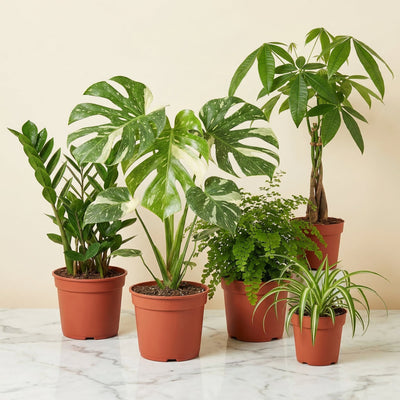 The Instant Jungle Bundle - 5 premium houseplants collection