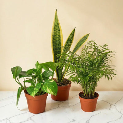Little Greens - 3 Plant Starter Pack bundle
