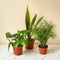 Little Greens — 3 Plant Starter Pack