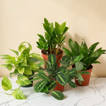 The Lush Life — 4 Plant Premium Bundle