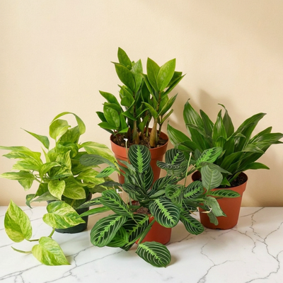 The Lush Life — 4 Plant Premium Bundle