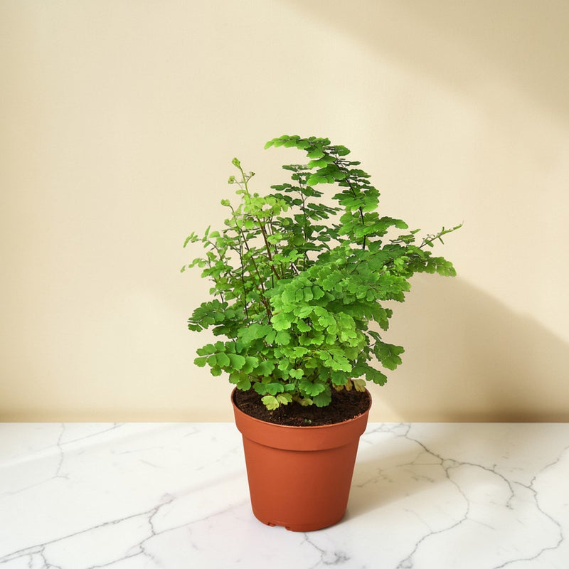 Maidenhair Fern 6 inch