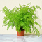 Maidenhair Fern