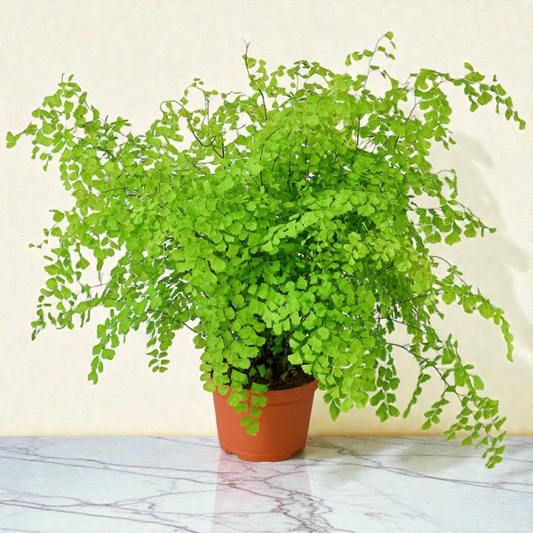 Maidenhair Fern