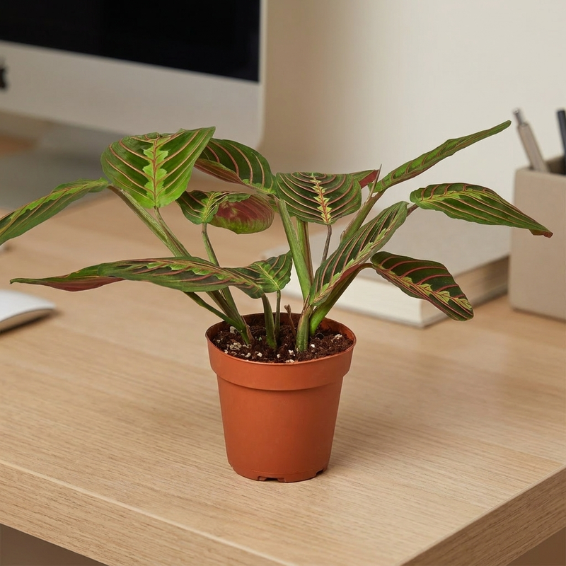 Maranta Red Prayer Plant on a desk [lifestyle]