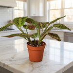 Maranta Red Prayer Plant in a kitchen [lifestyle]