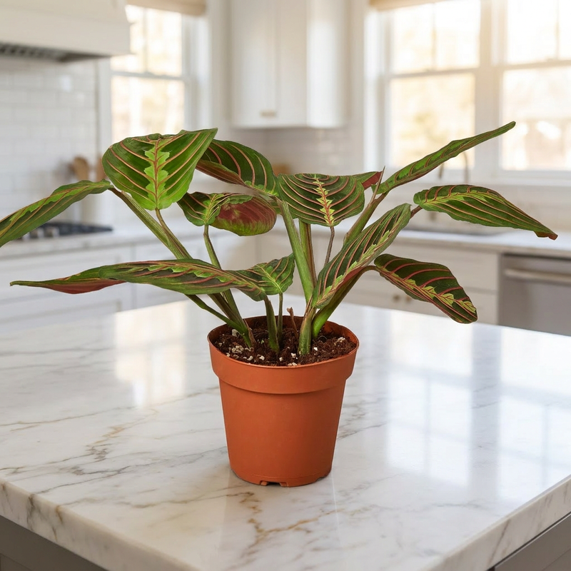 Maranta Red Prayer Plant in a kitchen [lifestyle]
