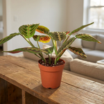Maranta Red Prayer Plant on a shelf [lifestyle]