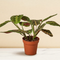 Maranta 'Red Prayer Plant'