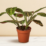 Maranta Red Prayer Plant in a 6 inch pot on a marble counter [6inch_marble]