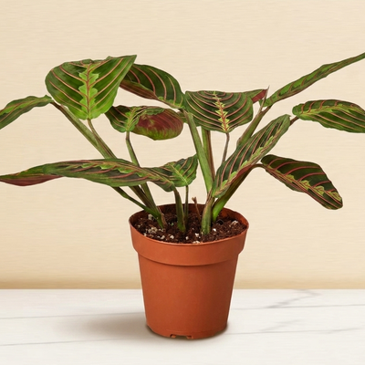Maranta Red Prayer Plant in a 6 inch pot on a marble counter [6inch_marble]
