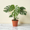 Monstera 'Thai Constellation'