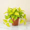 Neon Queen Pothos