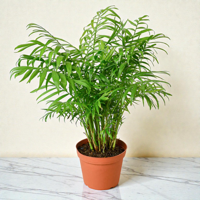 6inch_marble