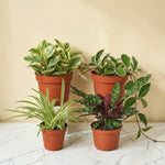 Paws & Leaves - 4 Pet-Safe Plant Collection bundle