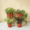 Paws & Leaves — 4 Pet-Safe Plant Bundle