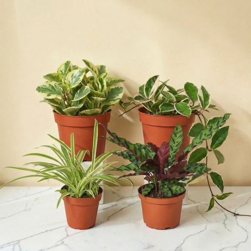 Paws & Leaves - 4 Pet-Safe Plant Collection bundle