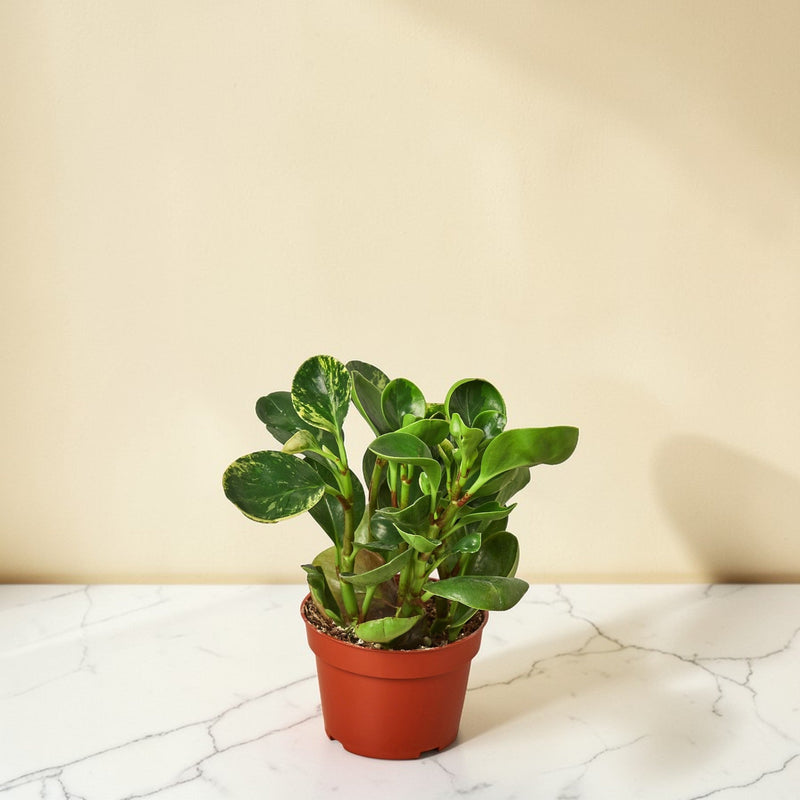 Peperomia Marble 4 inch
