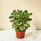 Peperomia 'Marble'