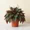 Peperomia 'Rosso'