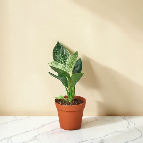 Philodendron Birkin 4 inch