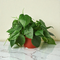 Heart-Leaf Philodendron 'Cordatum'