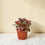 Hypoestes Polka Dot 4 inch